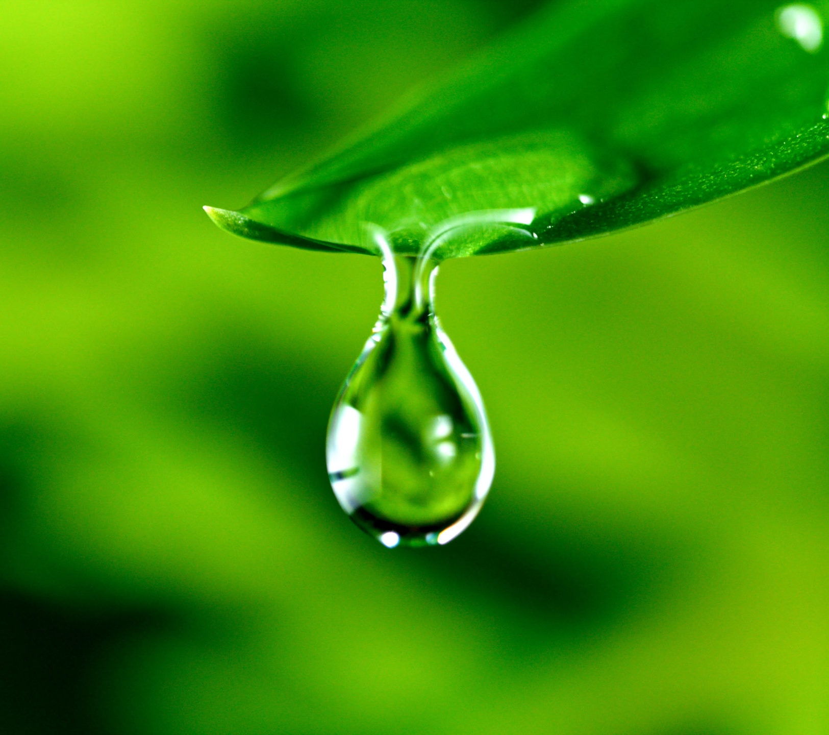 fresh green leaf with water drop